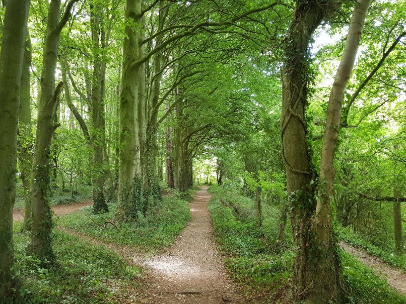 Wood/forest near Ullenwood