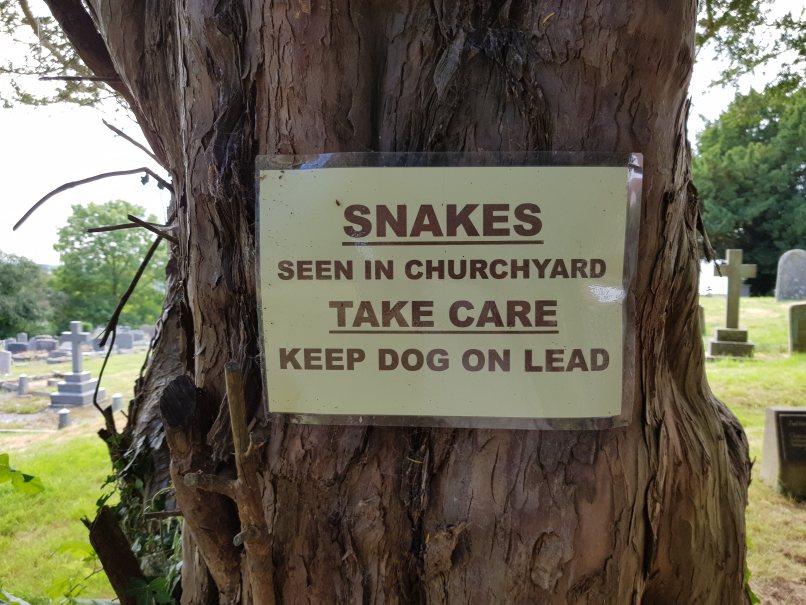 Snakes in a churchyard!